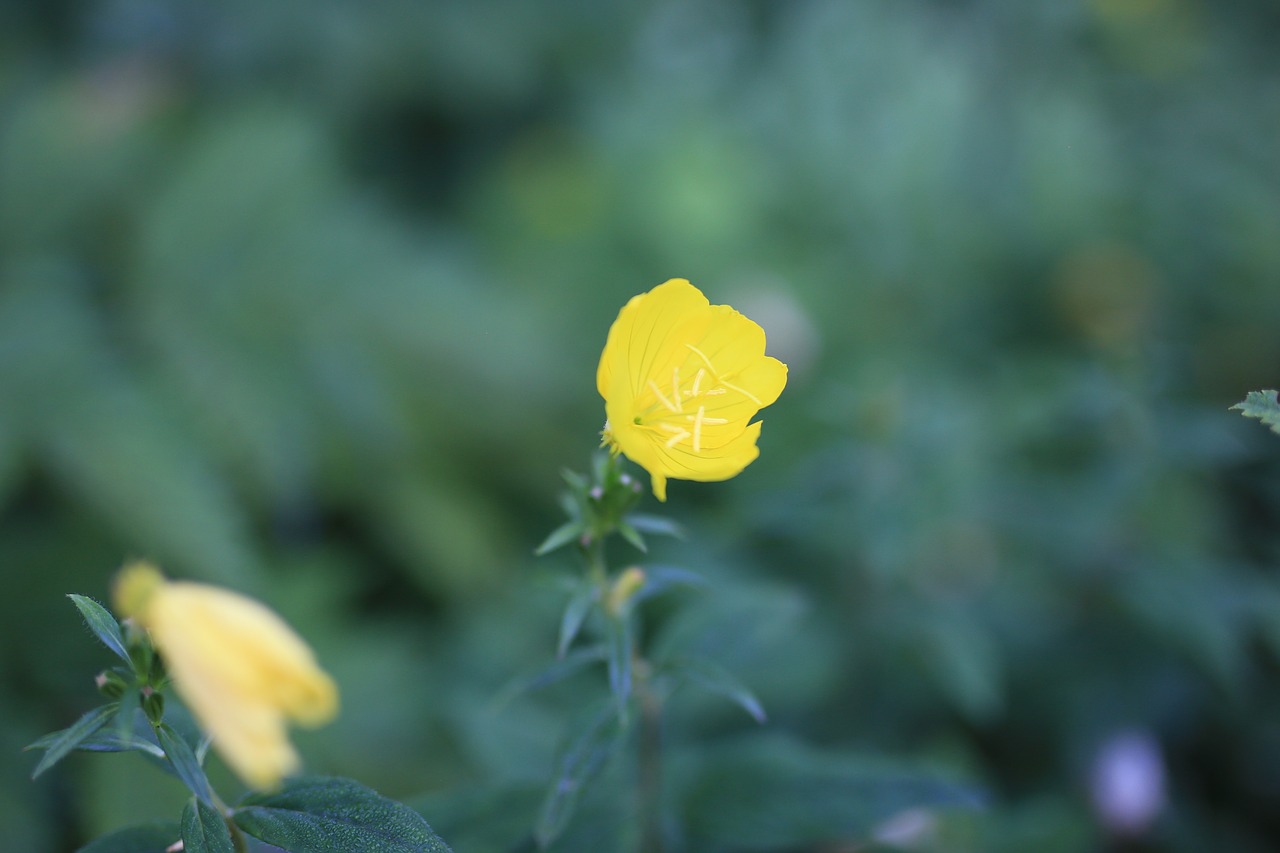 yellow flowers  flowers  nature free photo