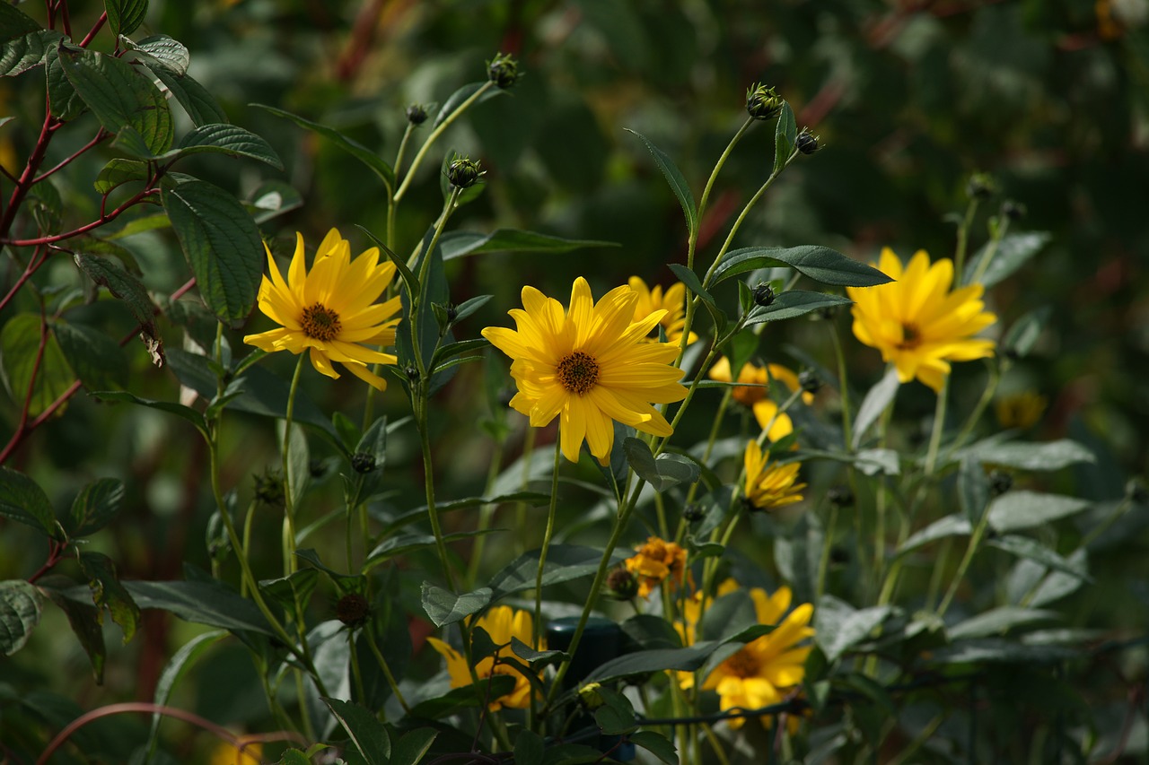 yellow flowers  flowers  nature free photo