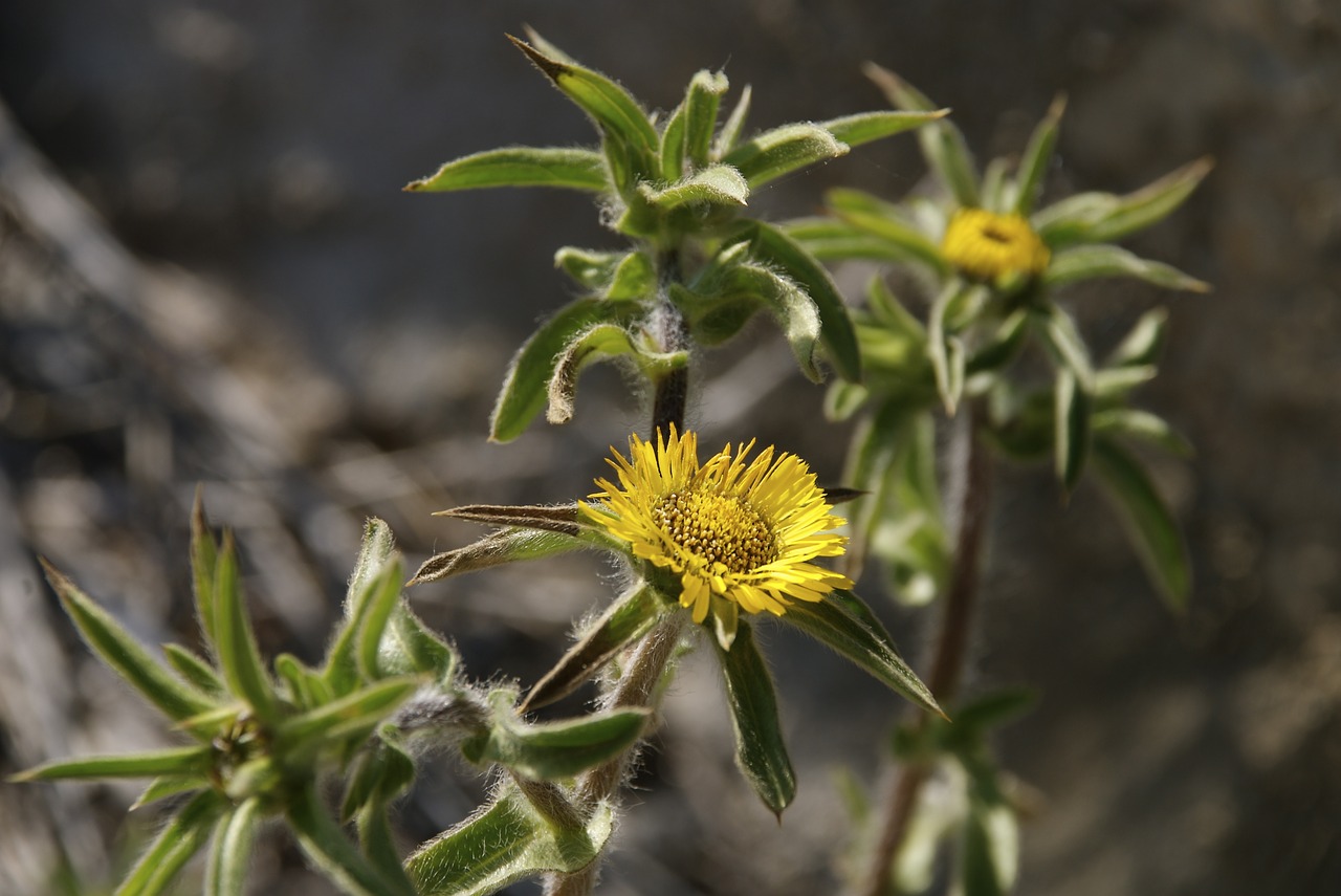 yellow flowers  mediterranean vegetation  medicinal plants free photo