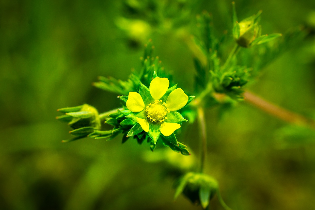 yellow flowers  light  spring free photo