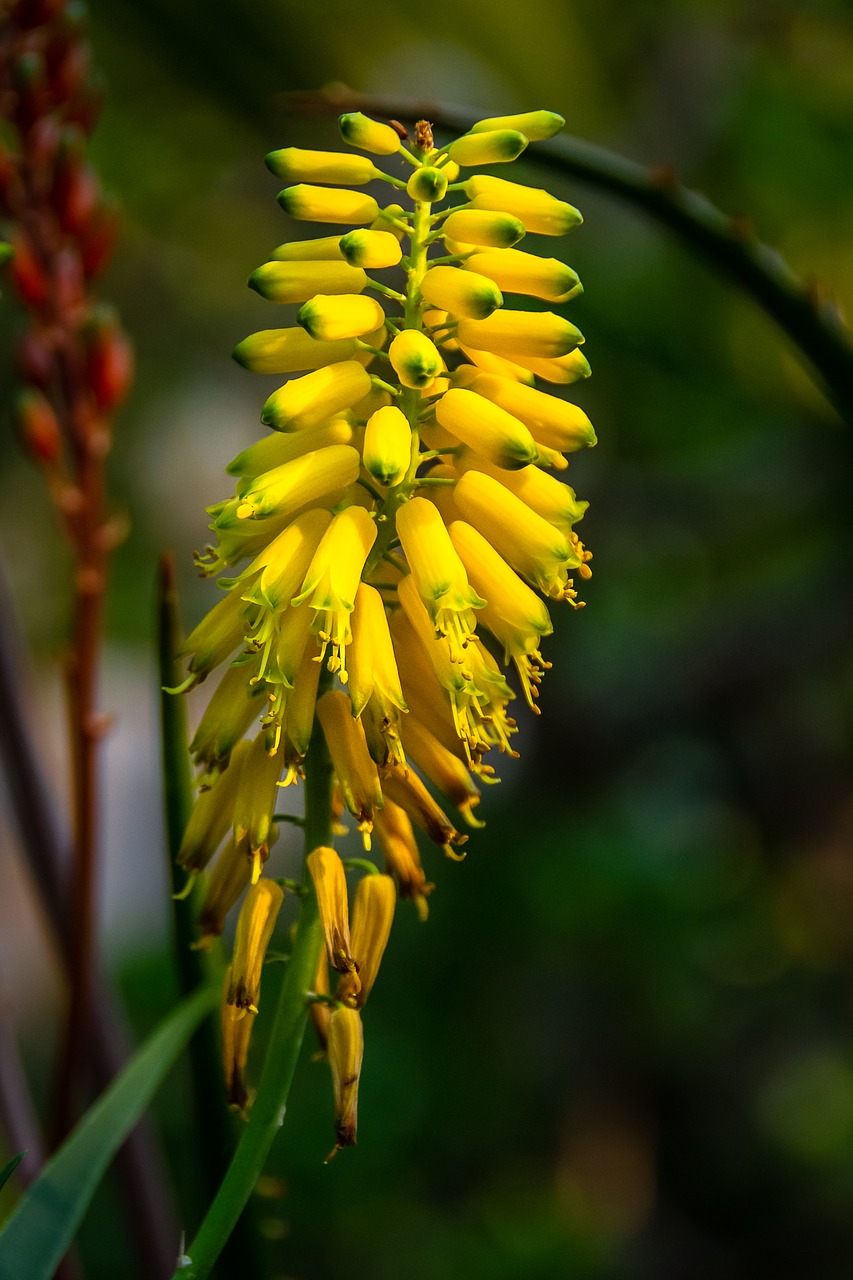 yellow flowers  cactus  botanical garden free photo