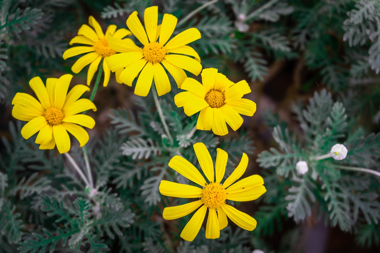 yellow flowers  botanical garden  light free photo