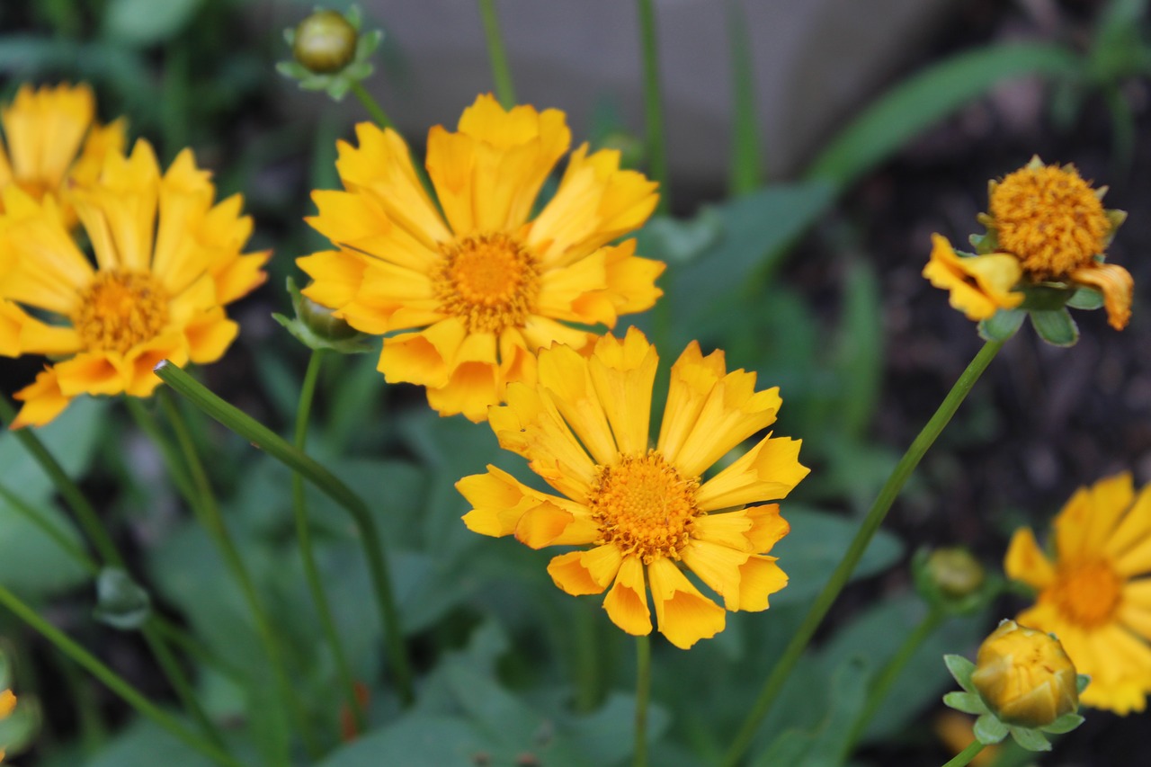 yellow flowers  flowers  petals free photo