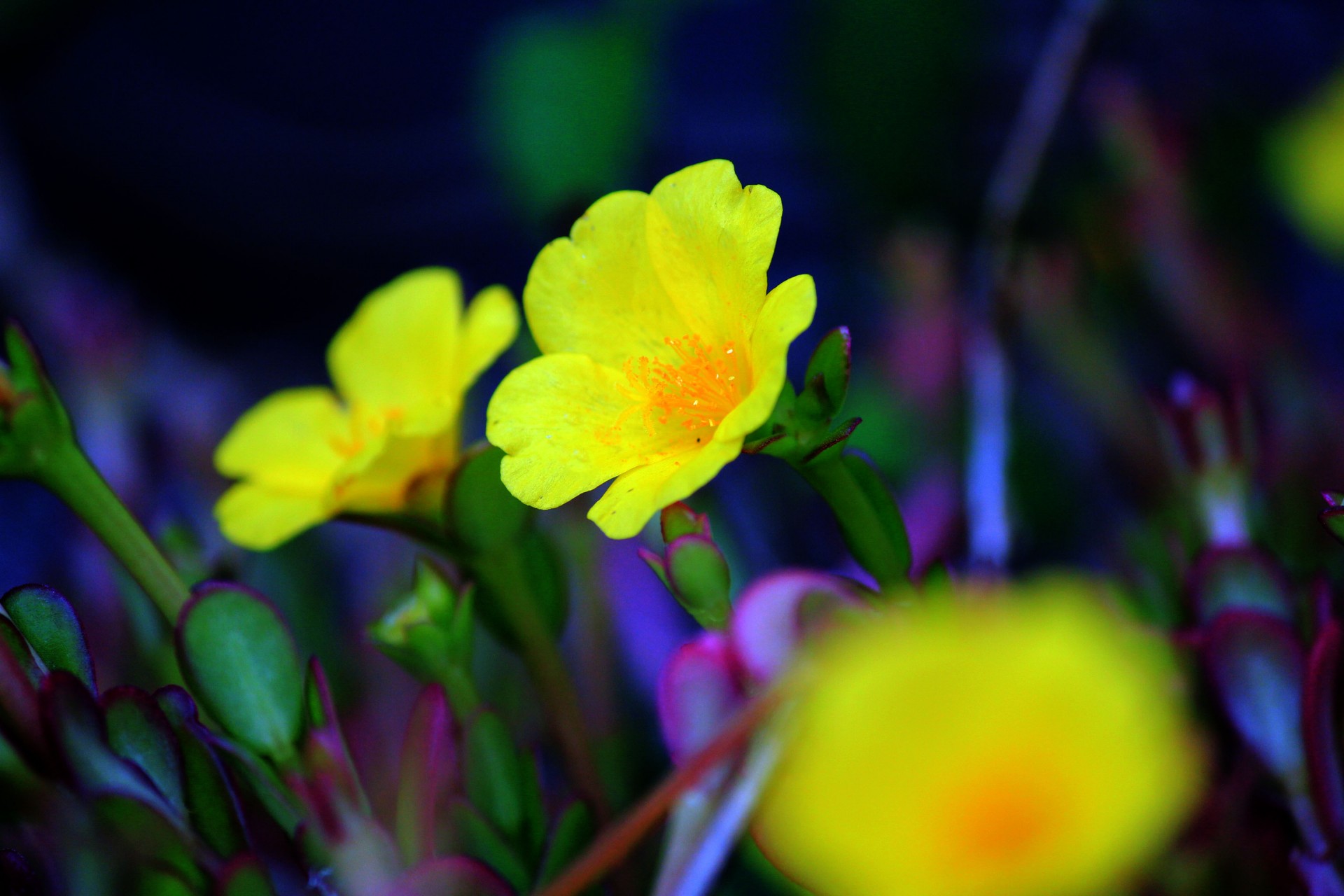 yellow flowers petals yellow flowers yellow free photo