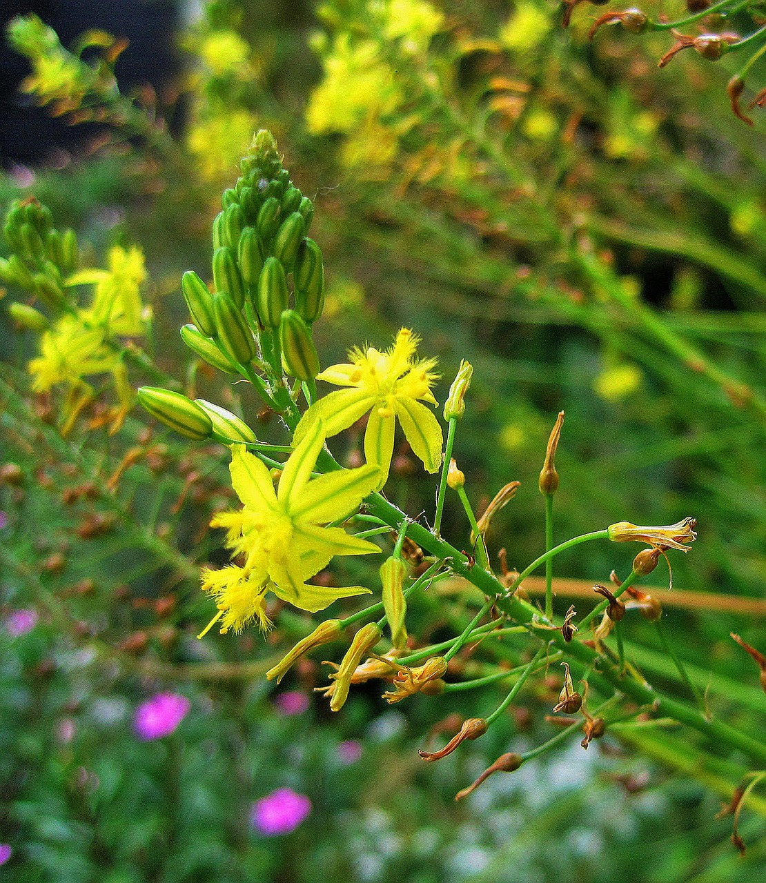 yellow flowers flowers yellow free photo