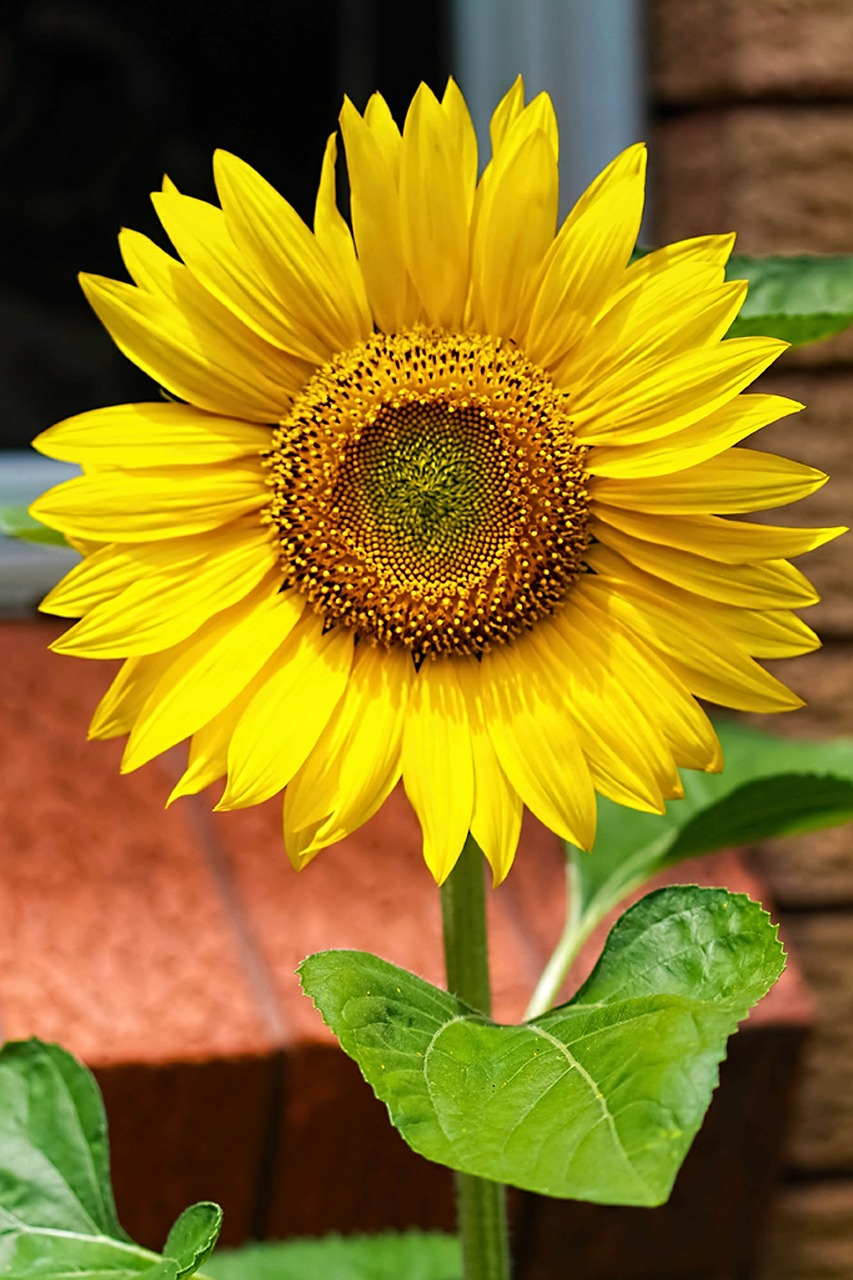 yellow flowers sunflower yellow free photo