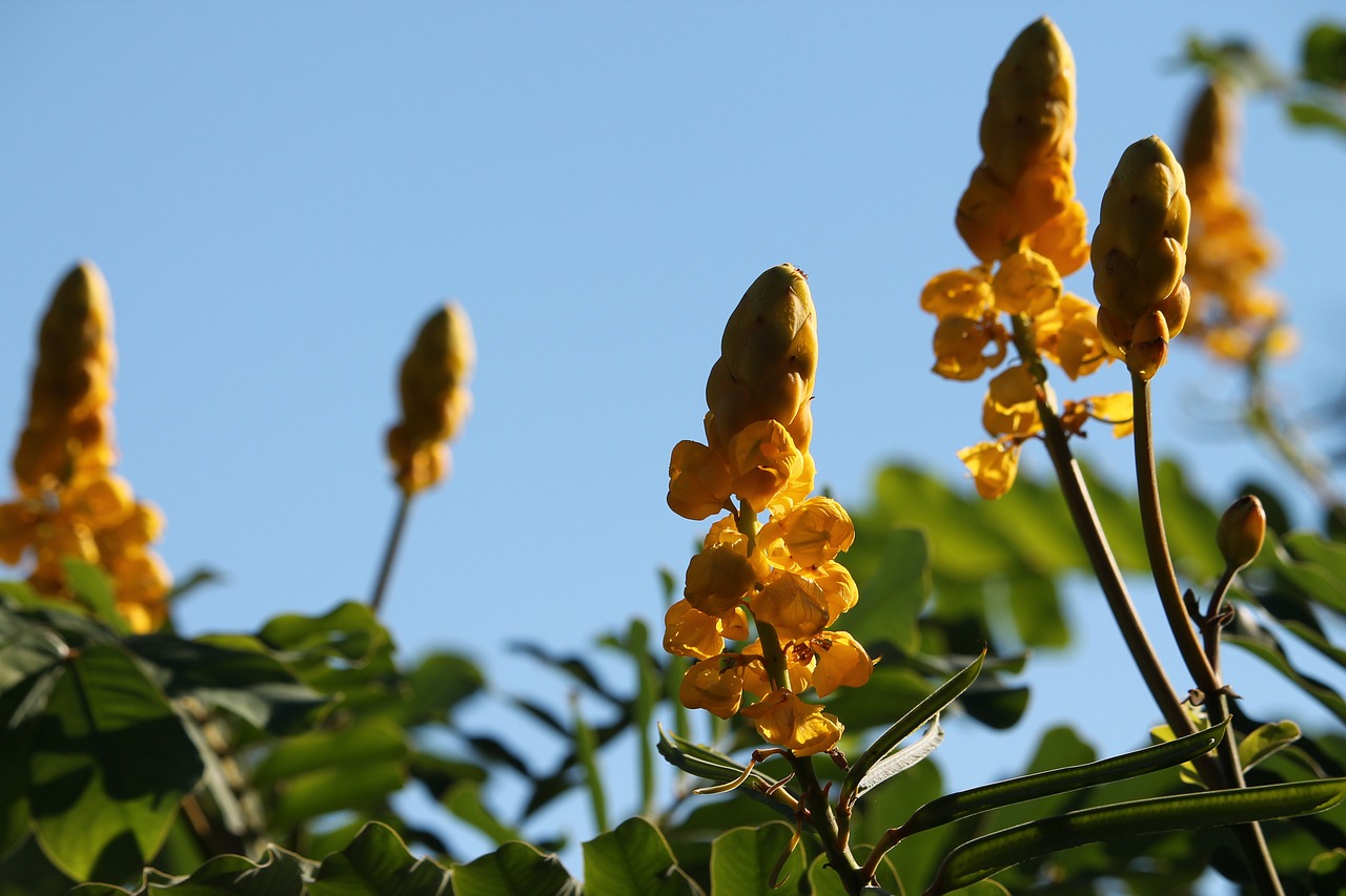 yellow flowers candle flower summer free photo