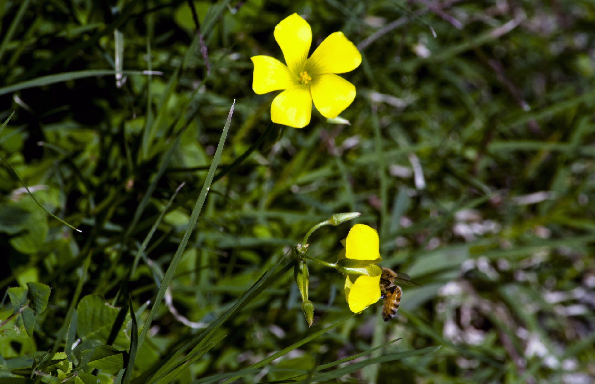 flower flowers spring free photo