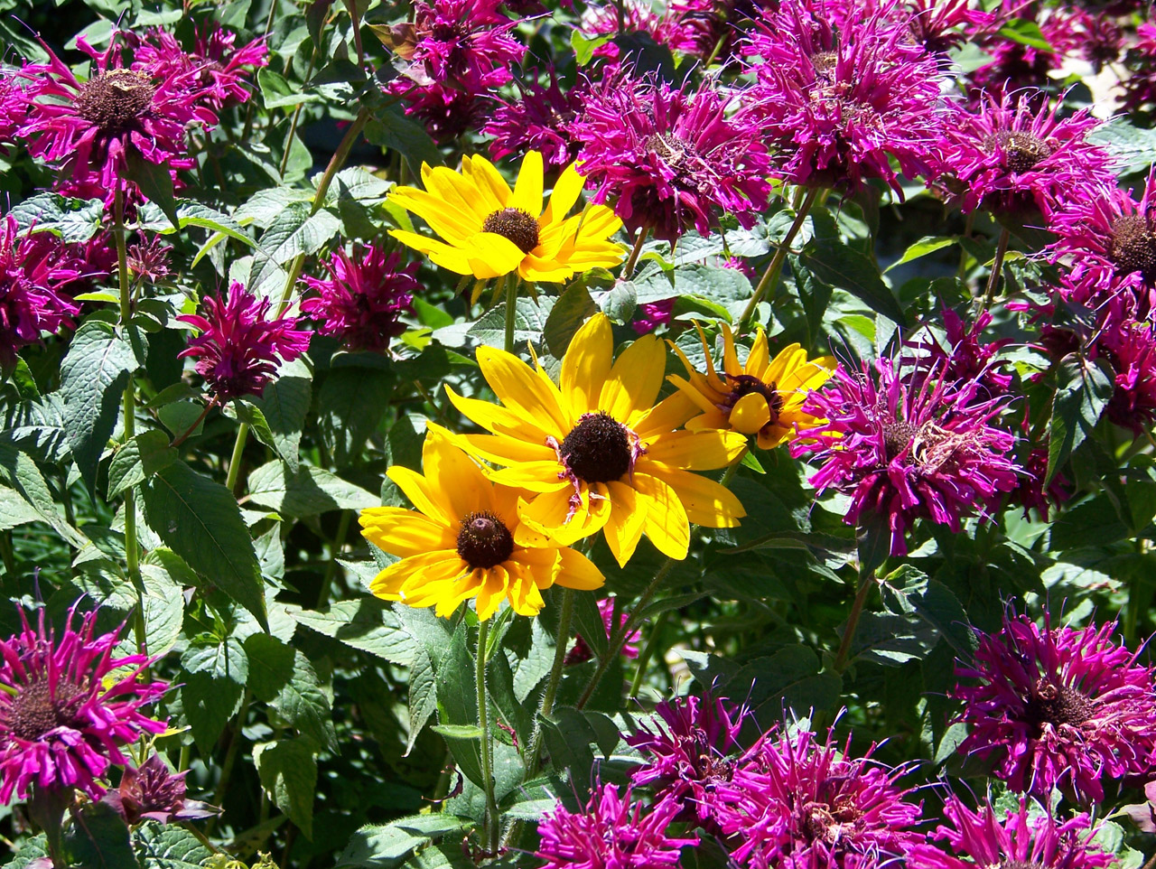 yellow pink flowers free photo