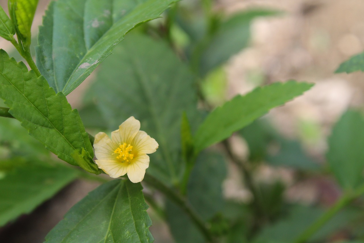 yellow flowers beautiful yellow and beautiful free photo