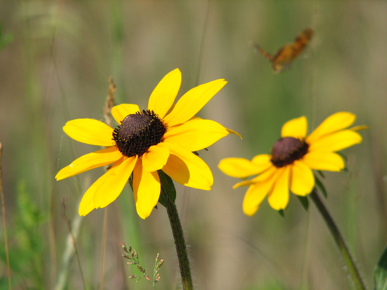 flowers yellow wildflowers free photo