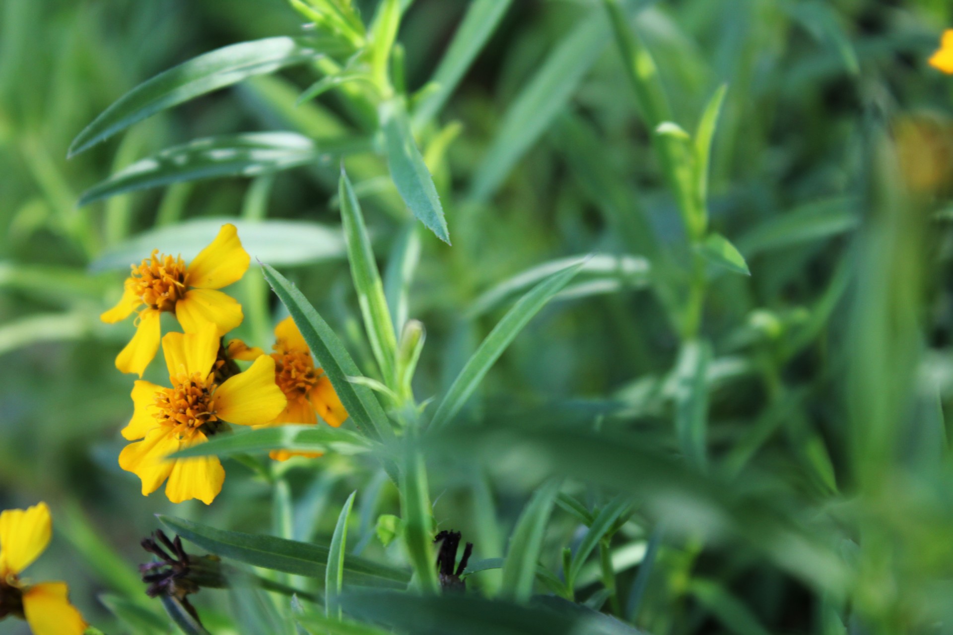 yellow flowers background yellow flowers background free photo