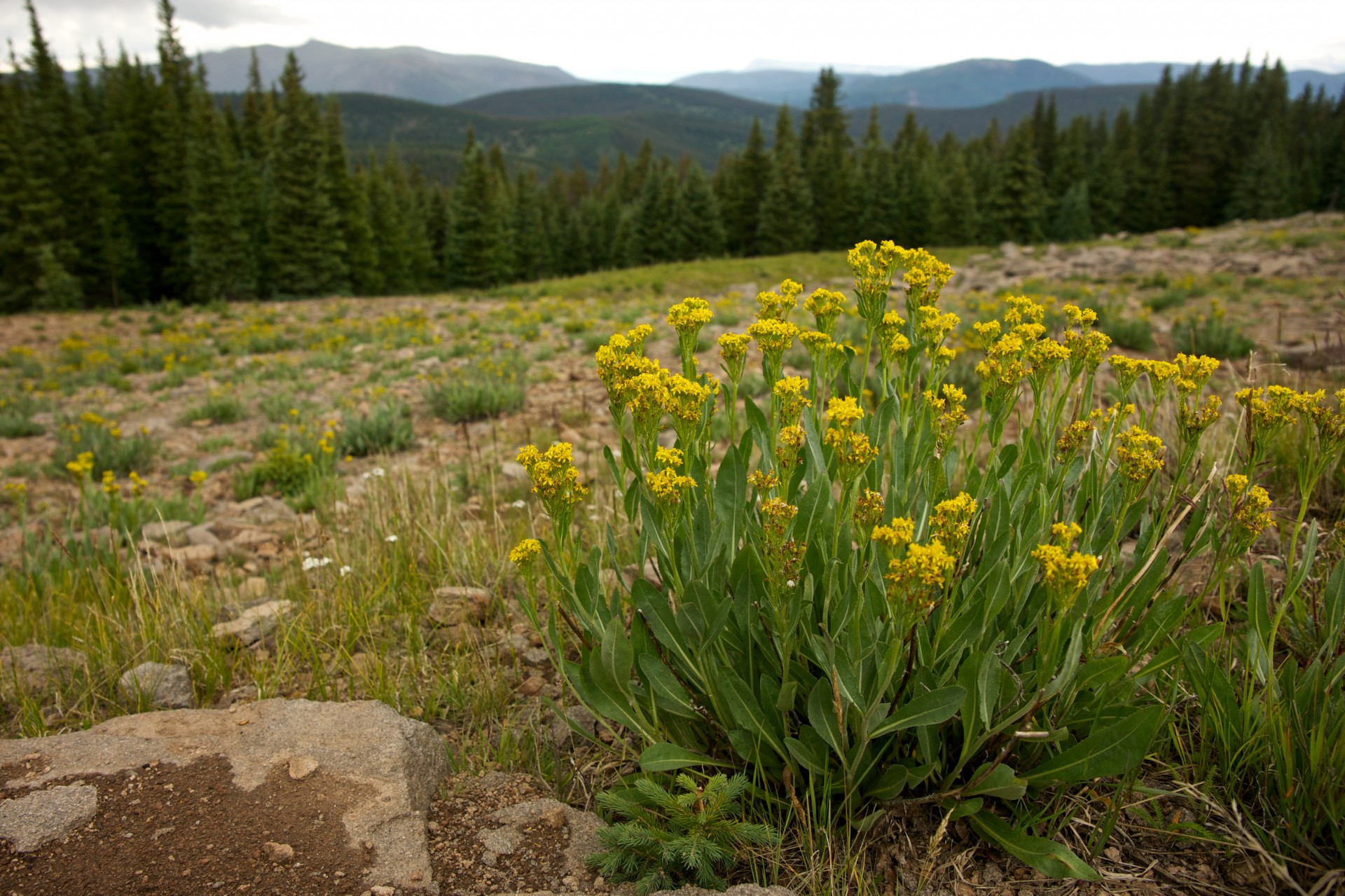 distance field flowers free photo