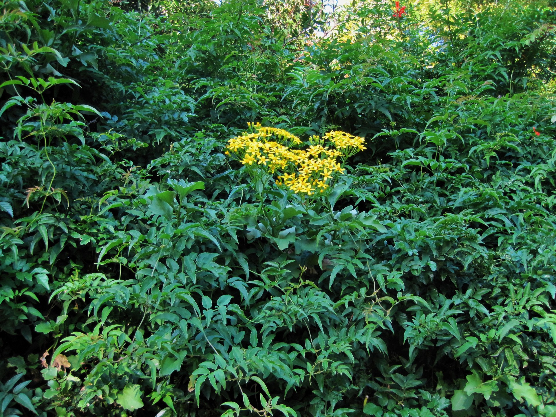 creeper flowers yellow free photo