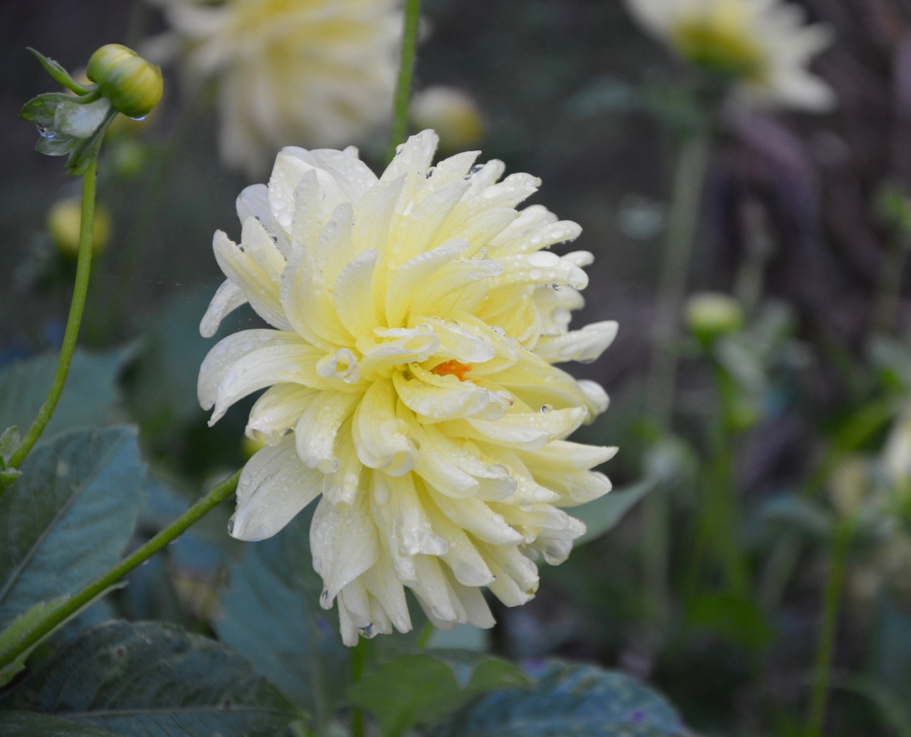 yellow flowers white profile flower droplets of water rain free photo