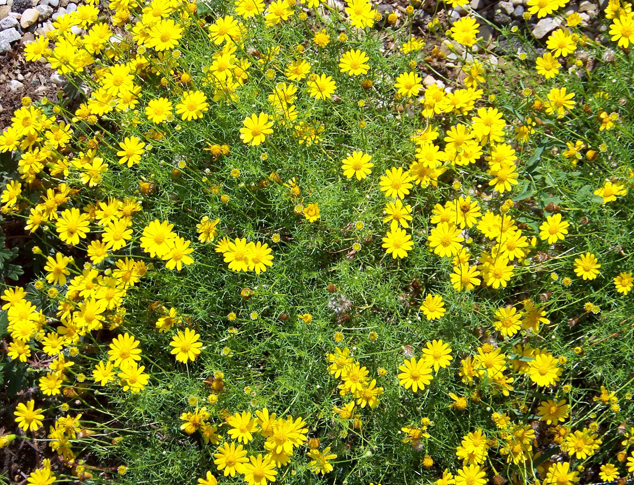 flowers yellow yellow flowers free photo