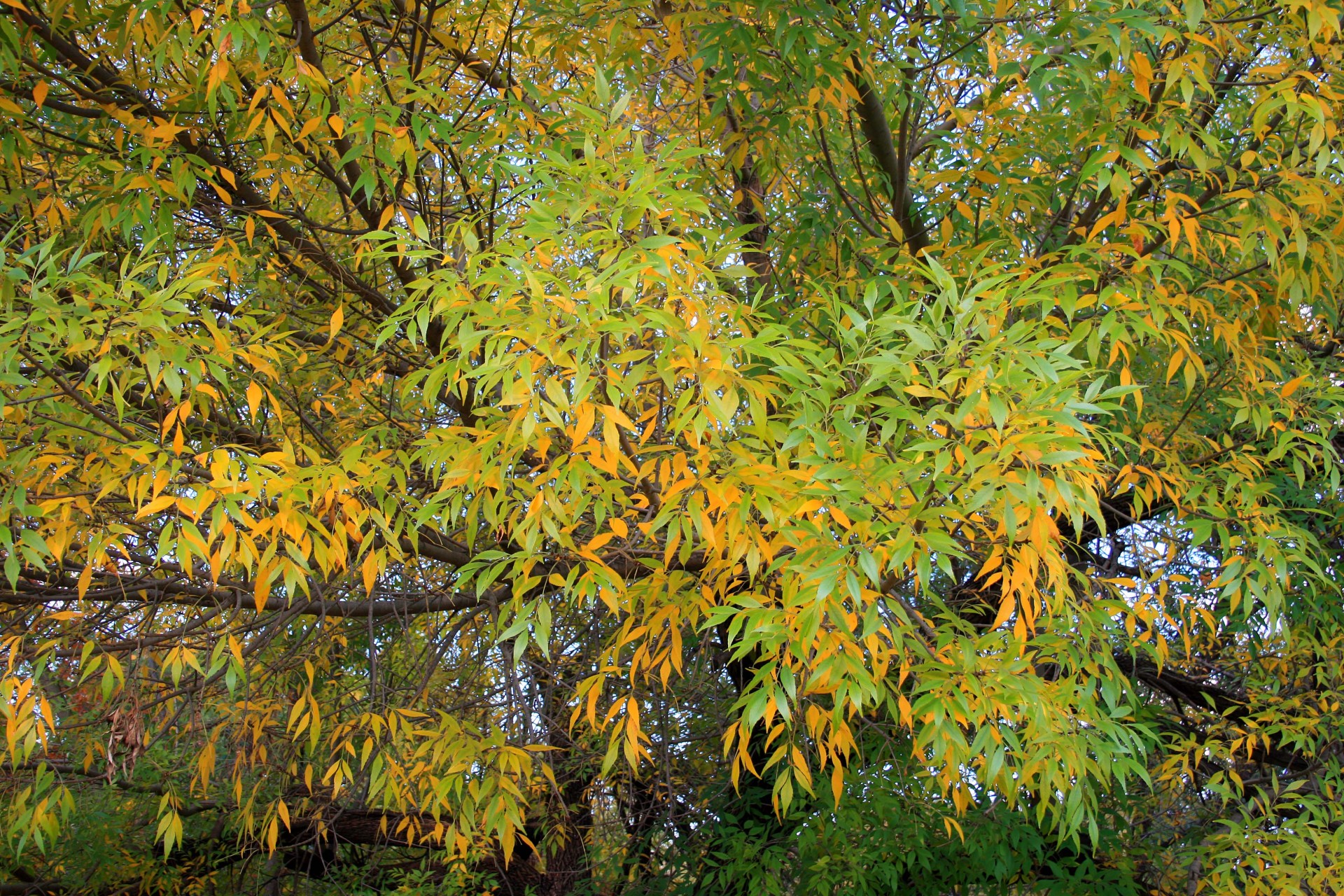 tree leaves colour free photo