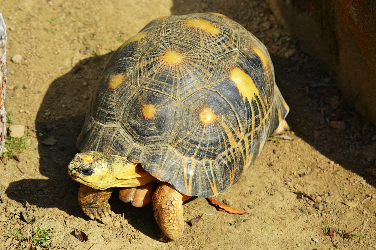 yellow-footed tortoise south american geochelone denticulata free photo