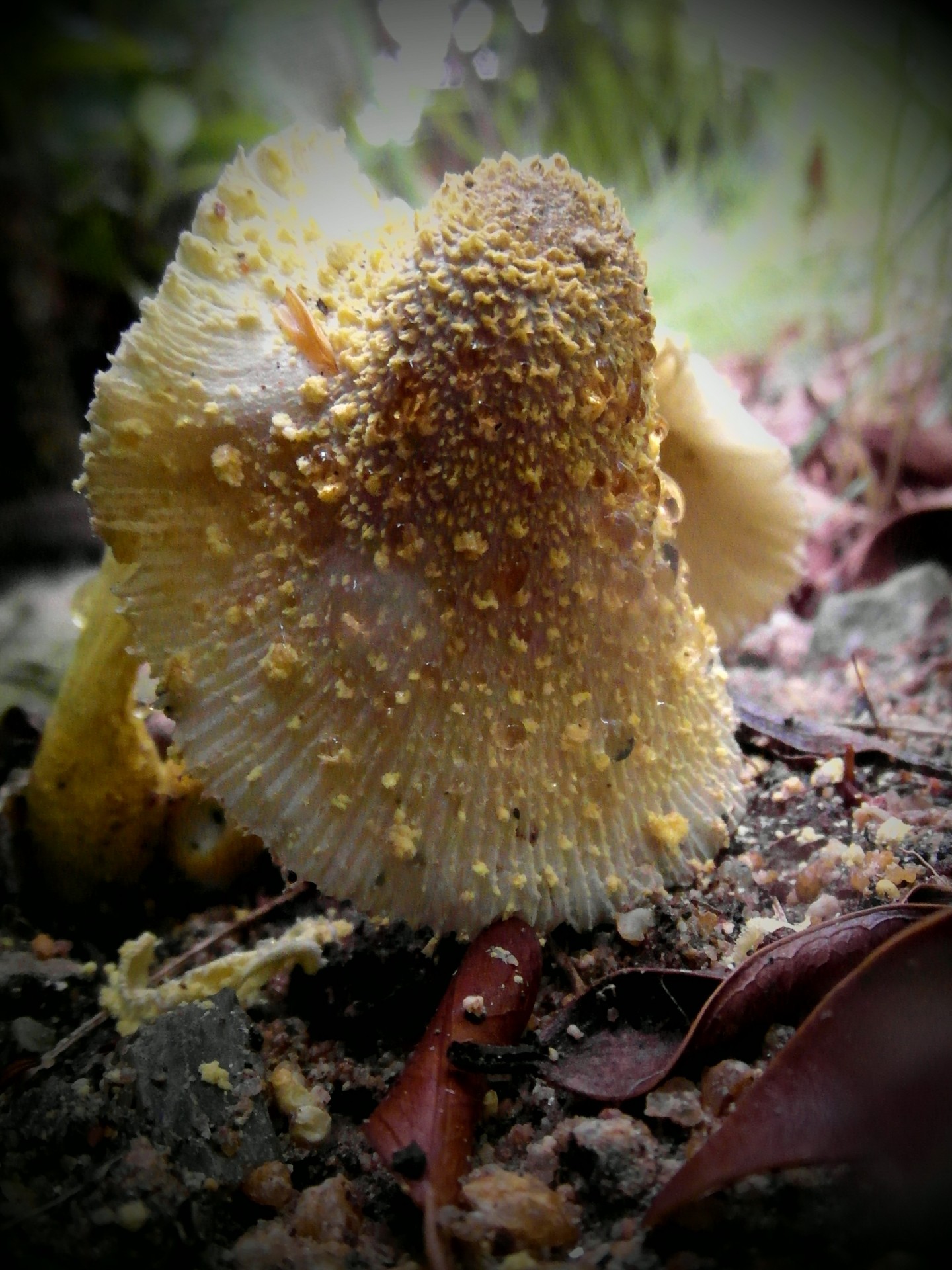 mushroom mushrooms yellow free photo