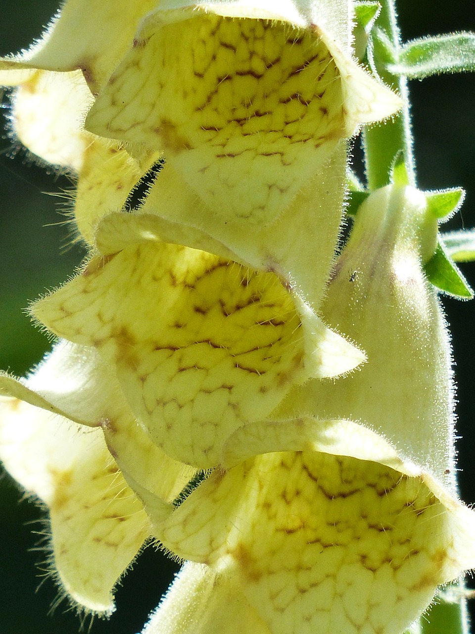 yellow foxglove flower flowers free photo