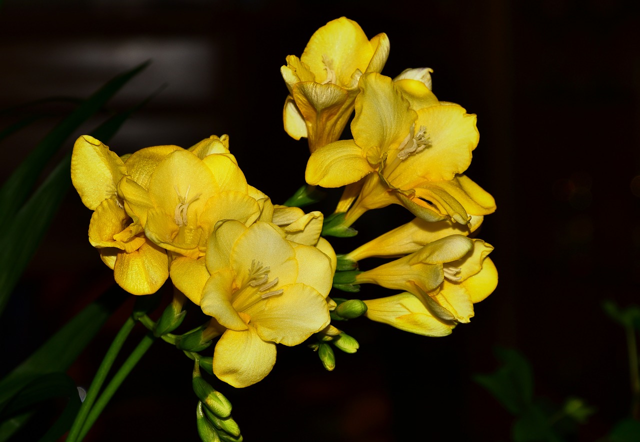 yellow freesia spring flowers cut flowers free photo