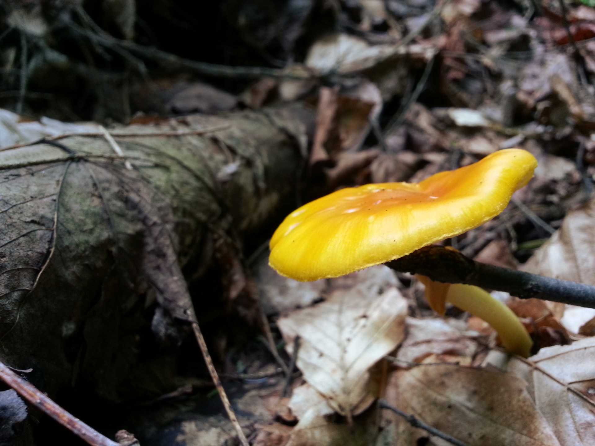 mushroom yellow fungus free photo