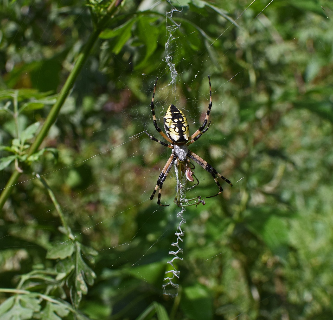 yellow garden spider spider side-view free photo