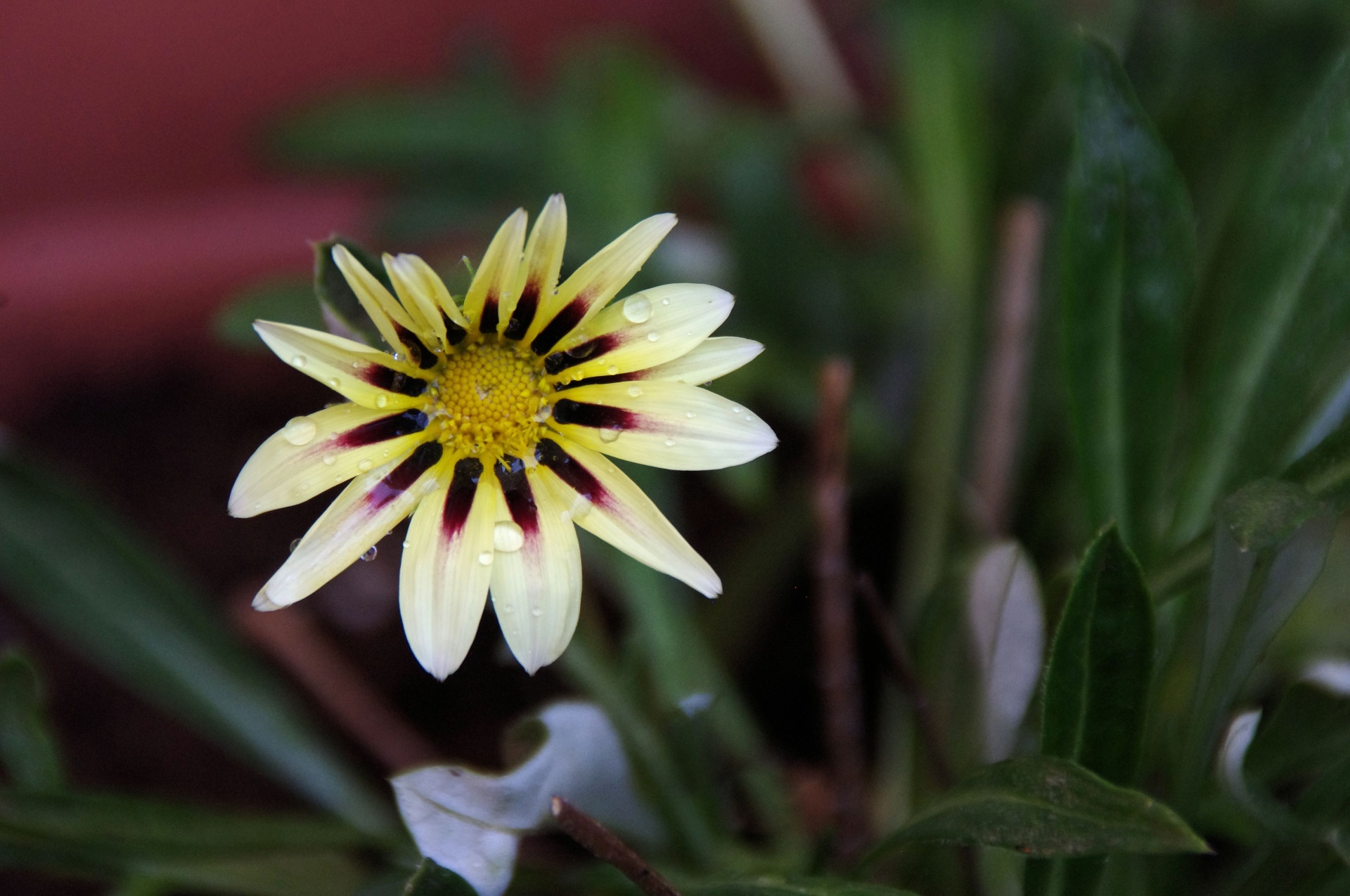 yellow gazania flower free photo