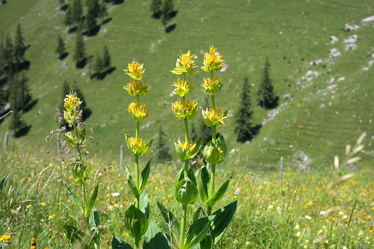 yellow gentian blossom bloom free photo