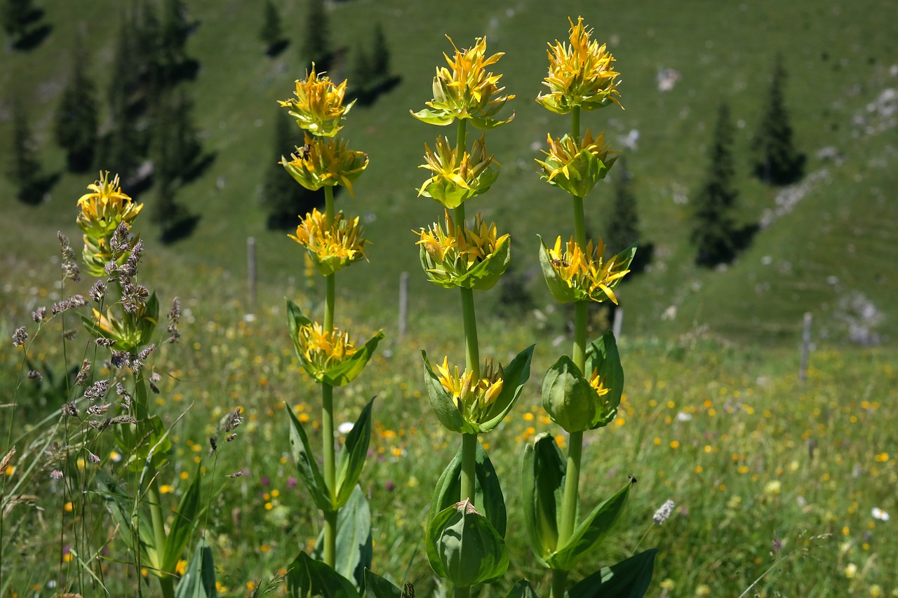 yellow gentian blossom bloom free photo