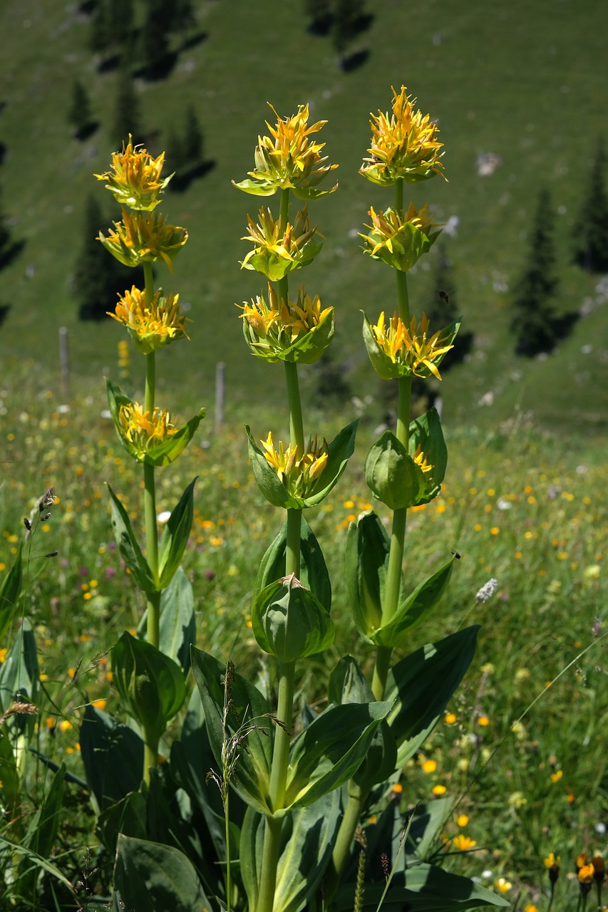 yellow gentian blossom bloom free photo