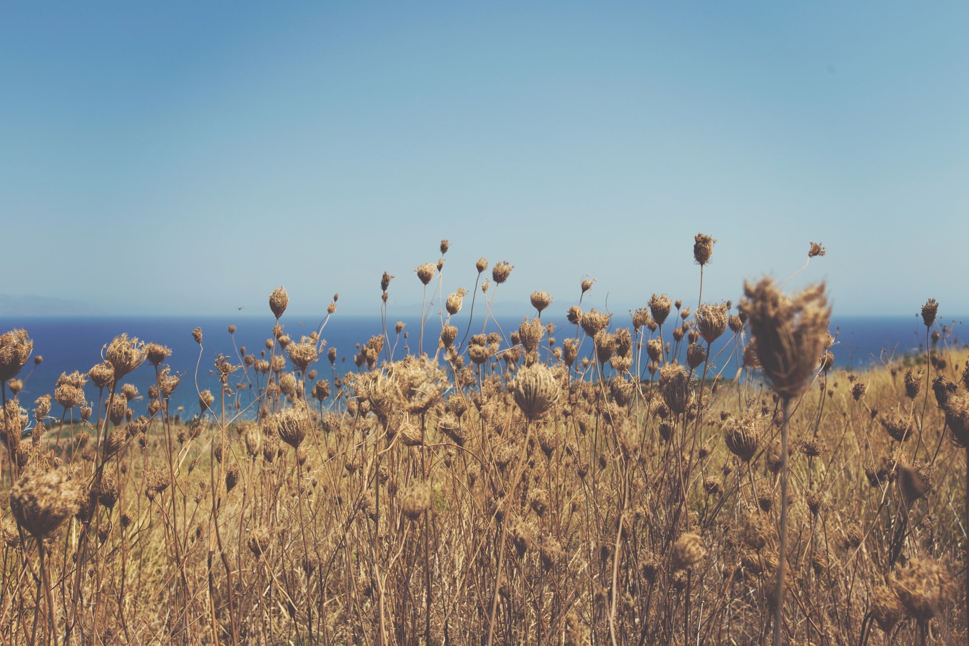 yellow grass shore free photo