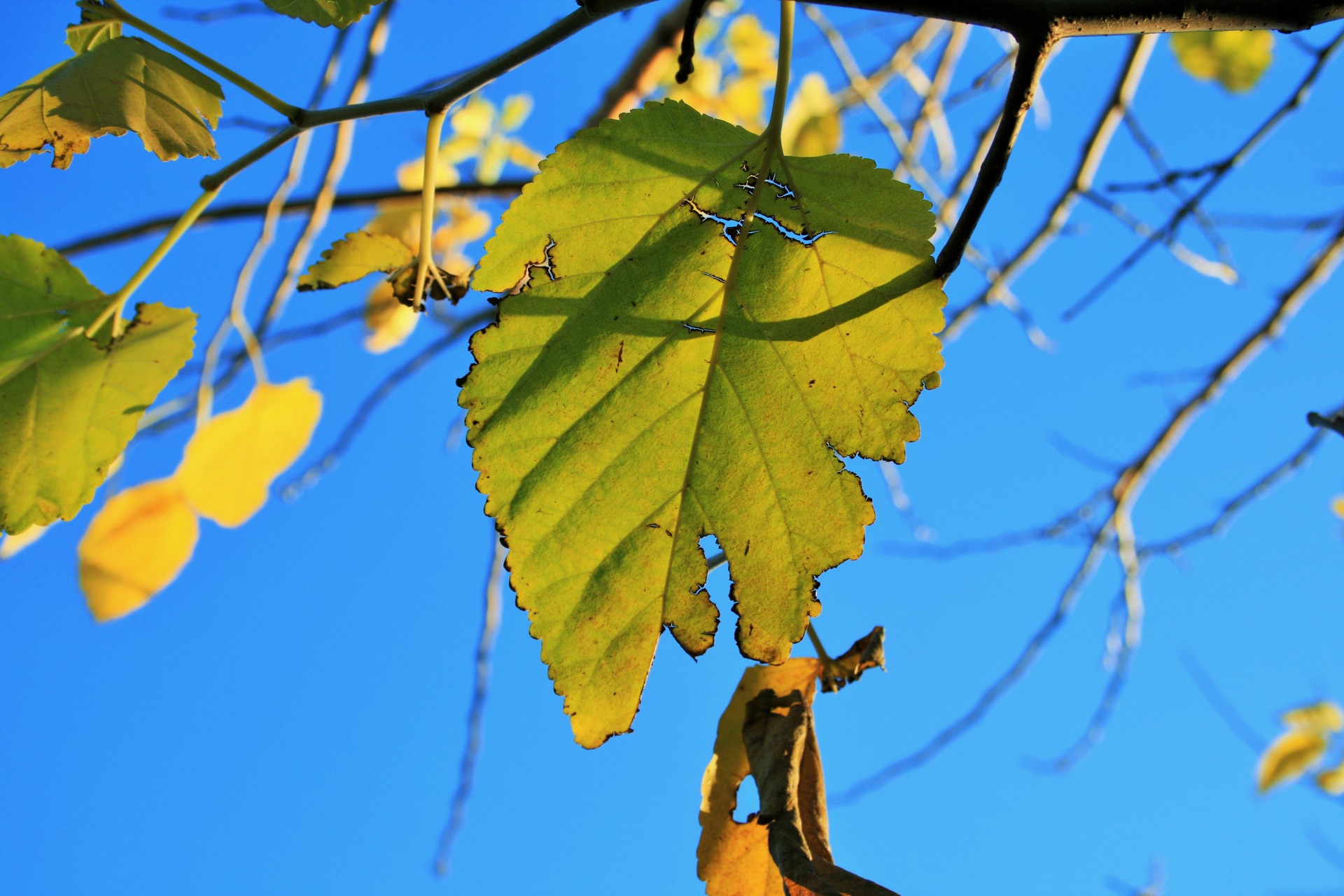 leaf yellow autumn free photo
