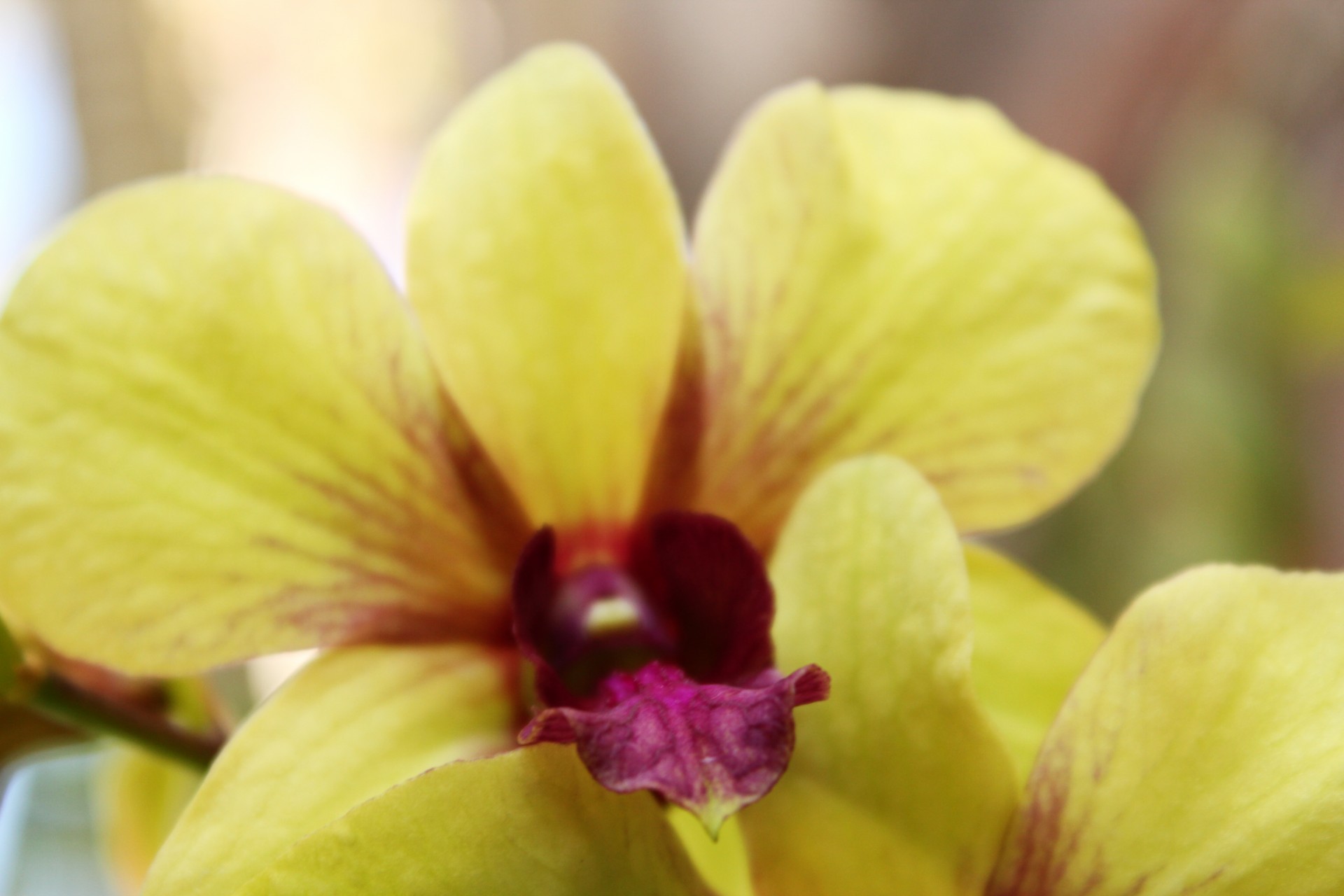 yellow green orchids orchids petals free photo