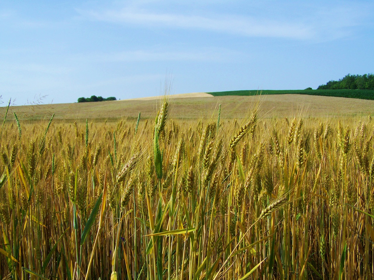 yellow-green wheat grain crops free photo