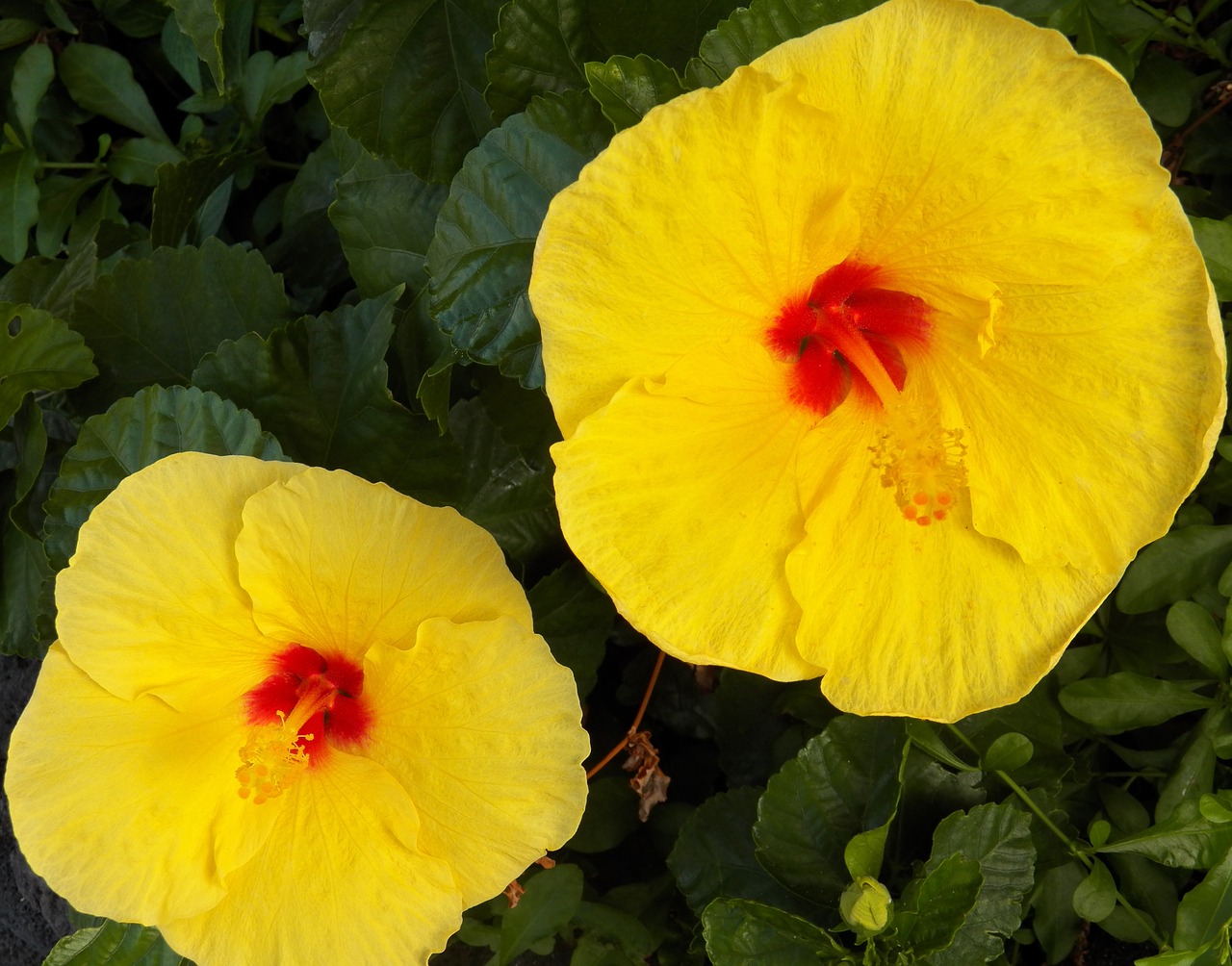 yellow hawaiian hibiscus flowers  yellow flowers  hibiscus free photo