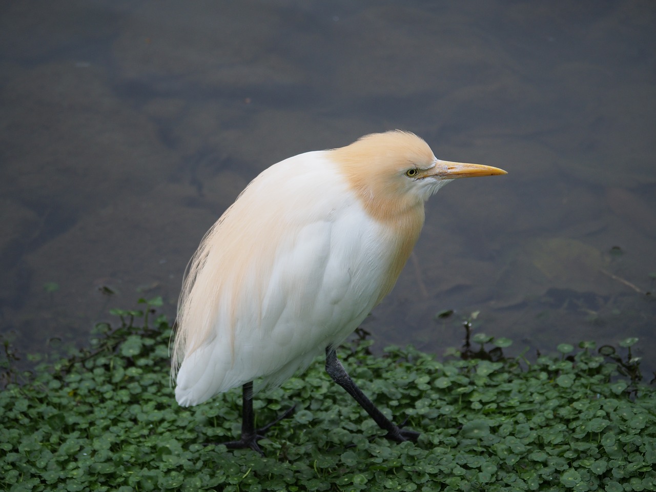 yellow head heron bird taipei free photo