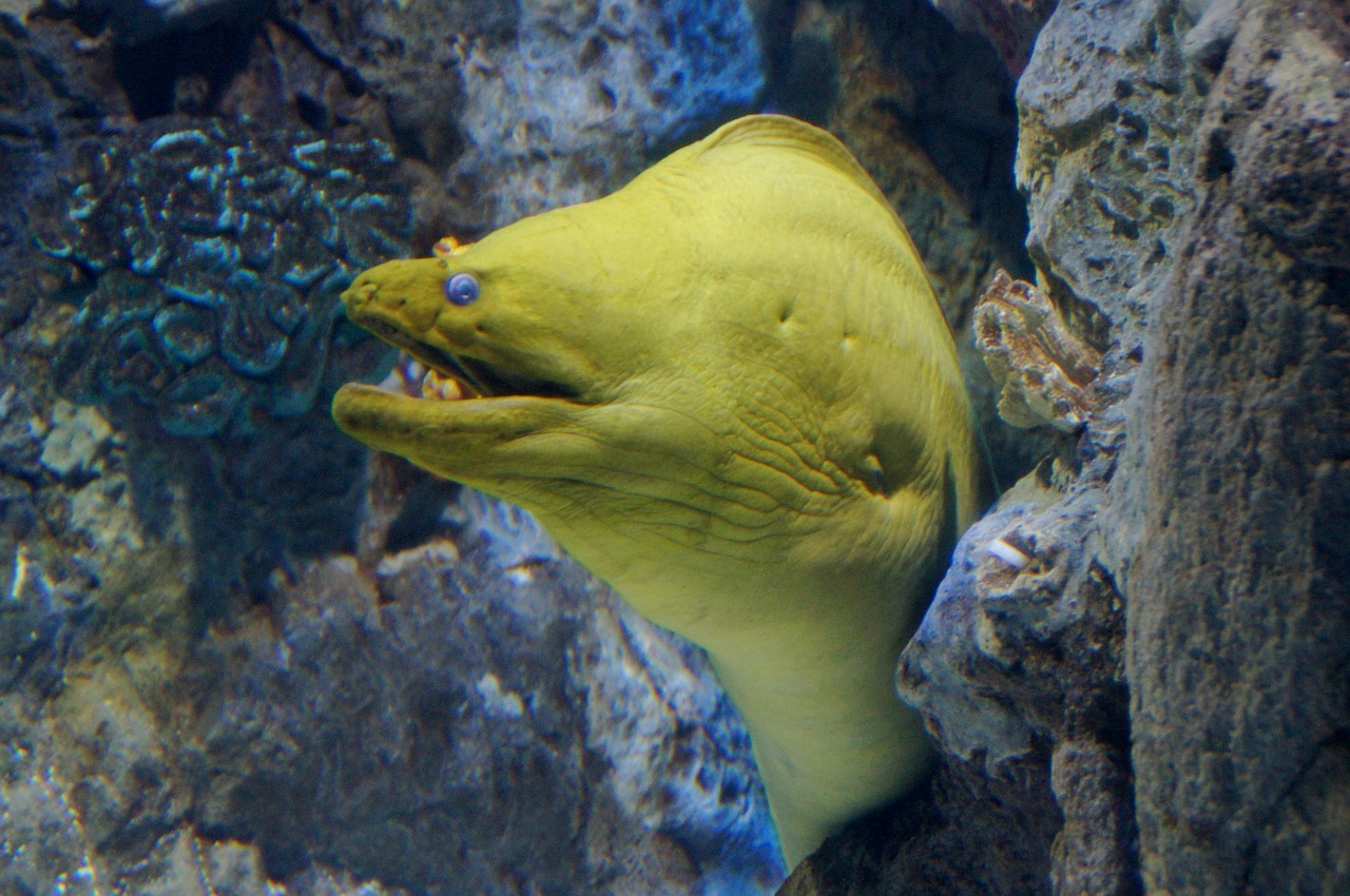 yellow head moraine moraine fish free photo