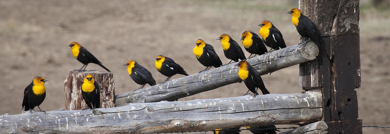 yellow headed blackbirds males birds free photo