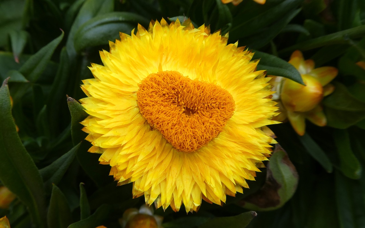 yellow heart  italicum  blossom free photo