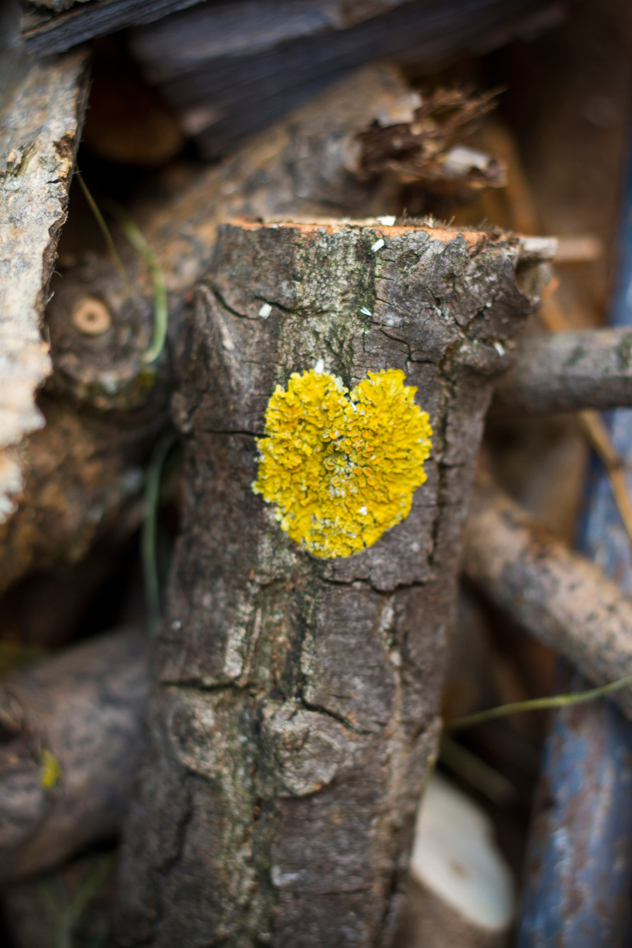 heart yellow wooden free photo