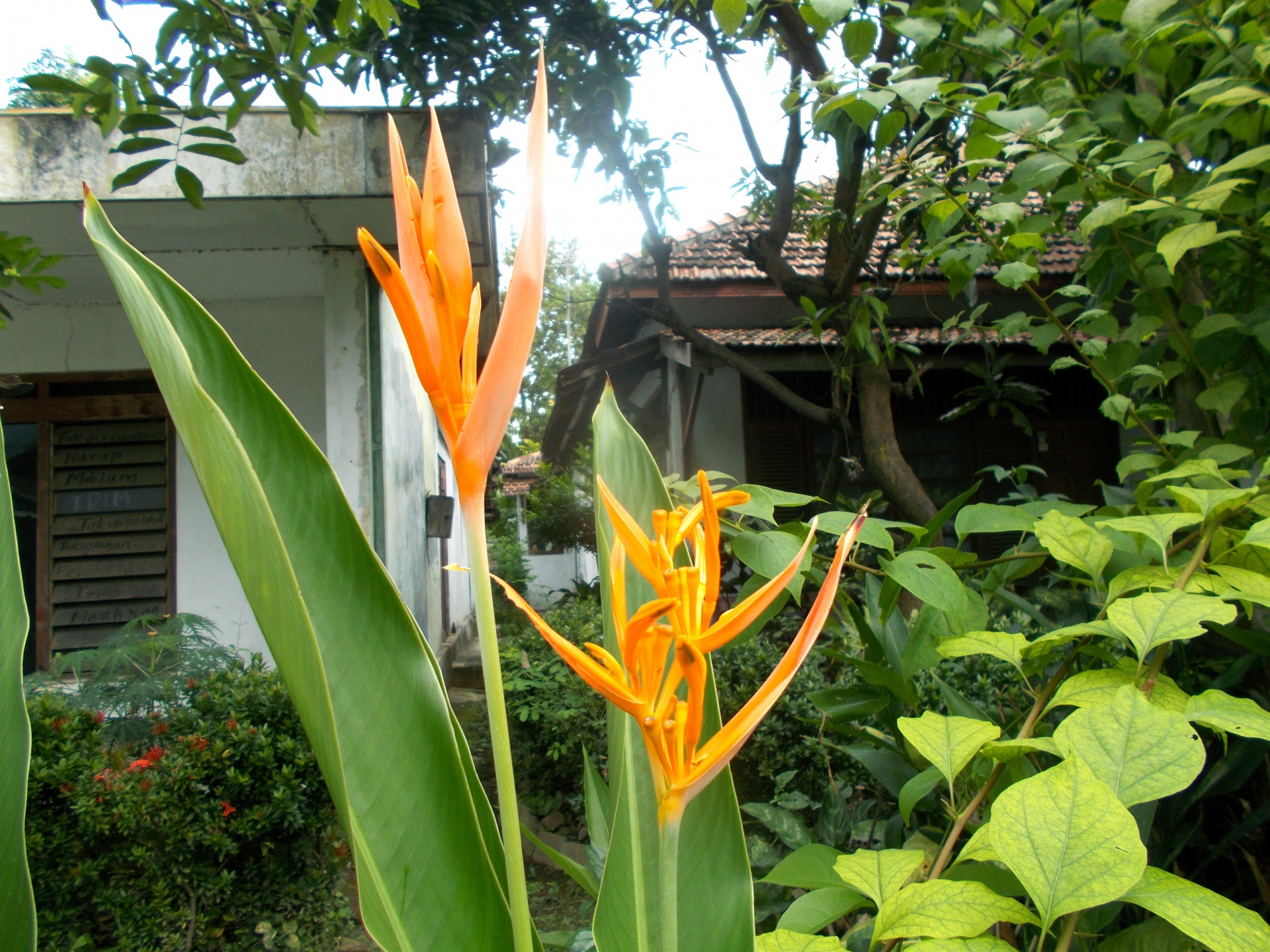 heliconia bird paradise free photo