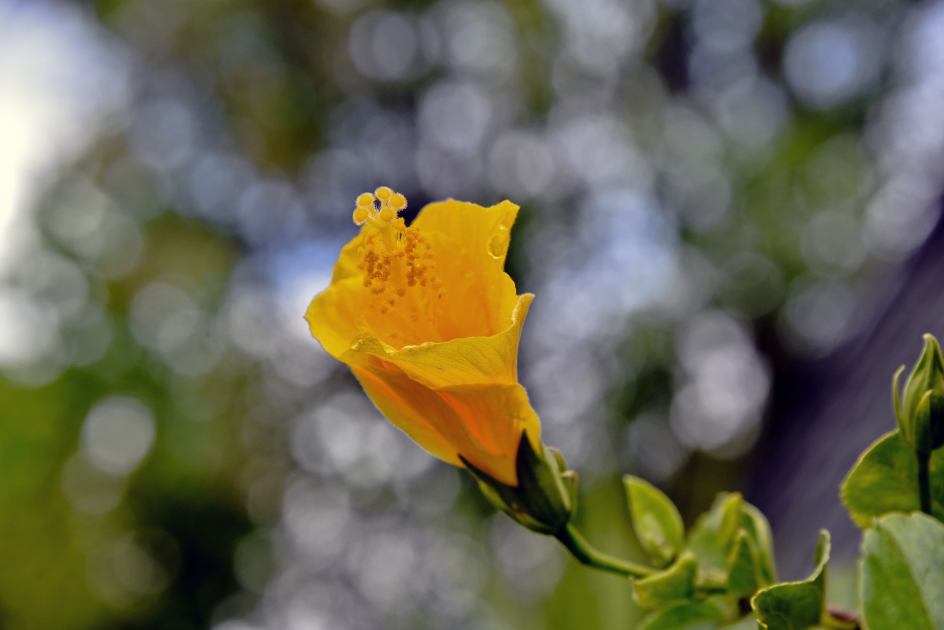 yellow hibiscus flower free photo