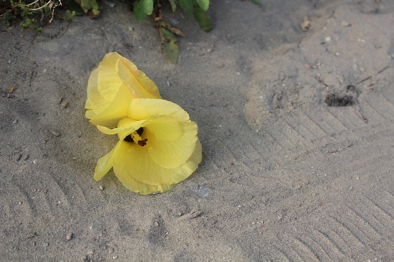 yellow hibiscus yellow flower free photo