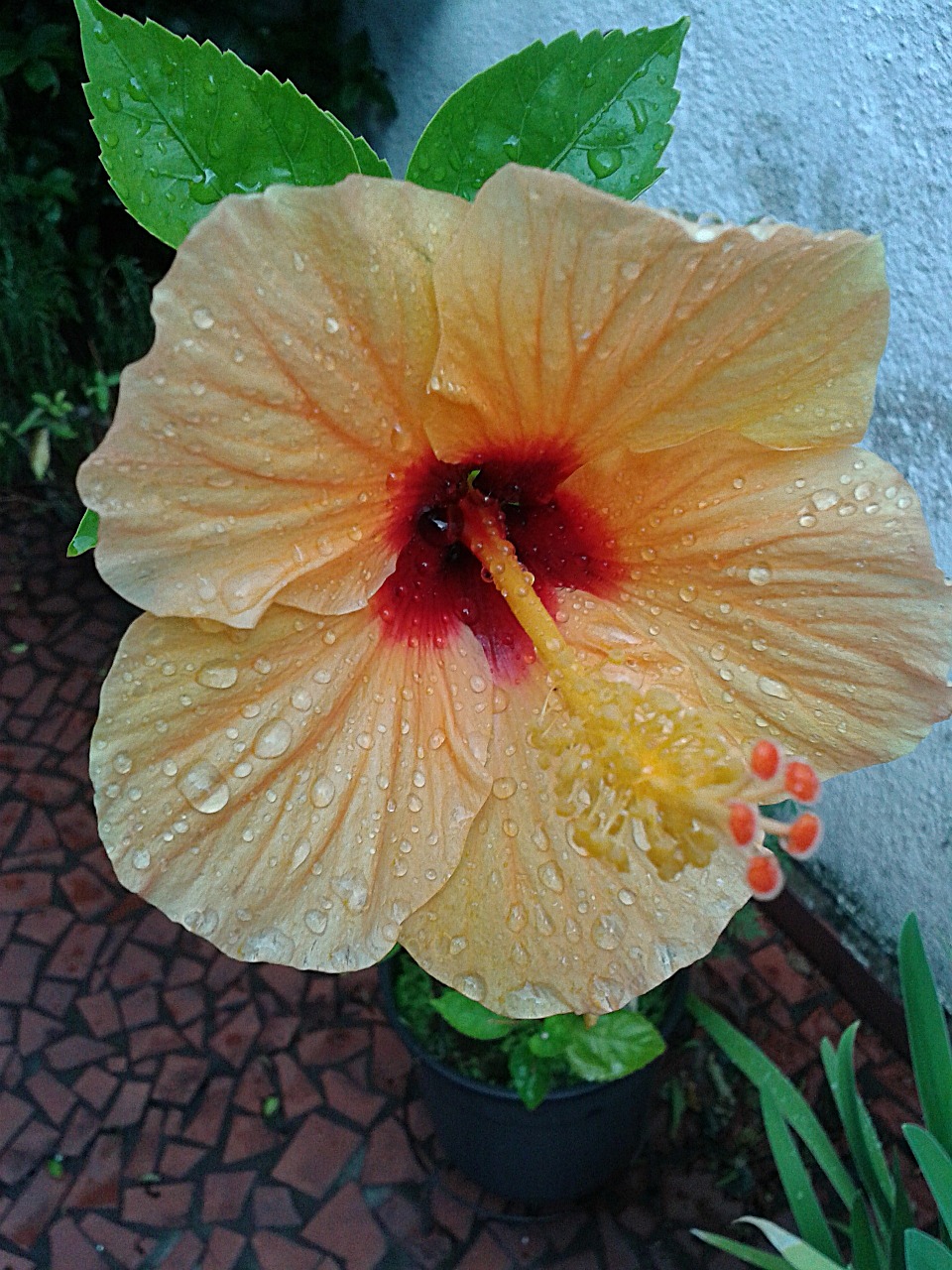 yellow hibiscus flower plant free photo