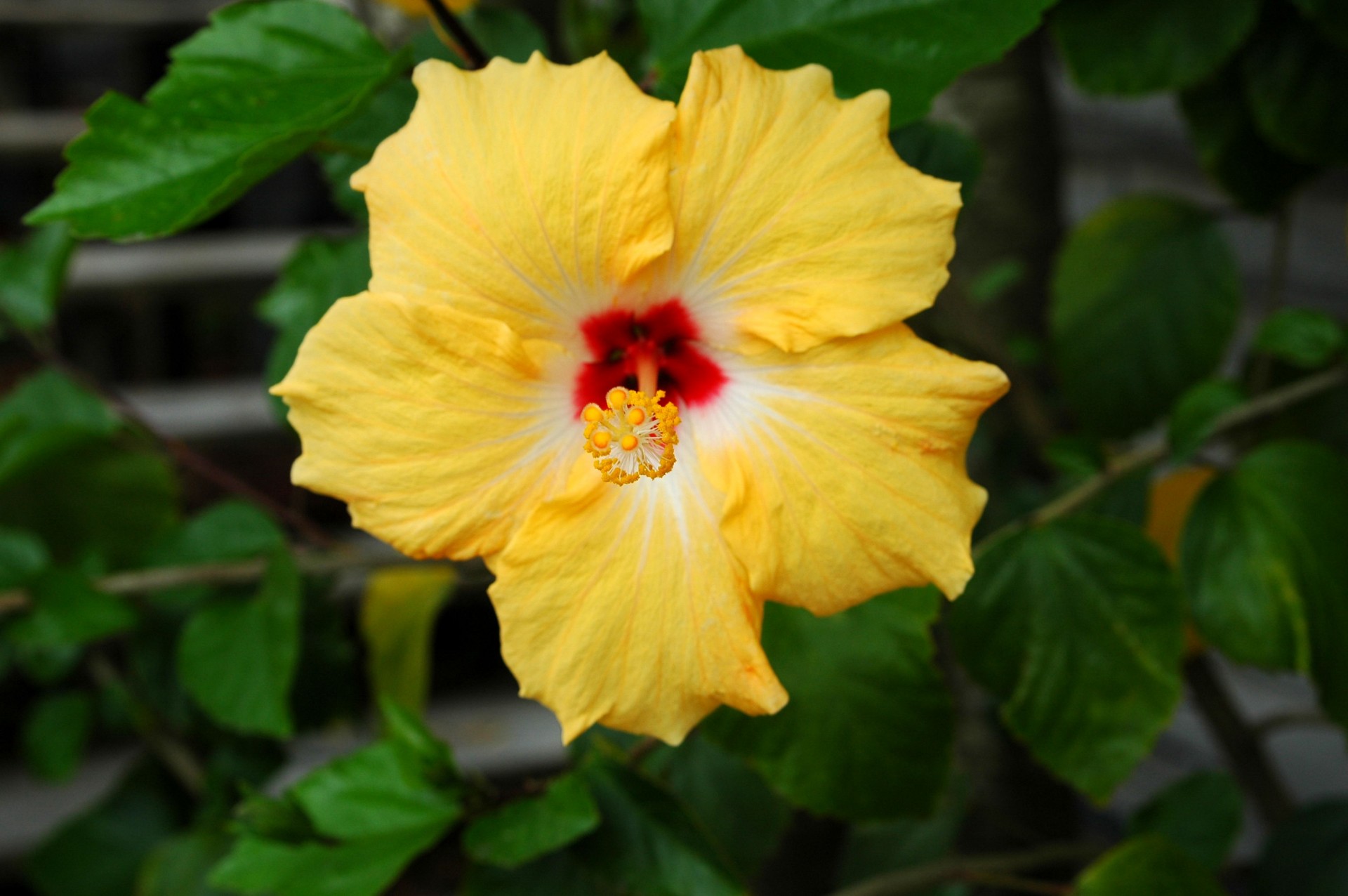 yellow hibiscus flower free photo