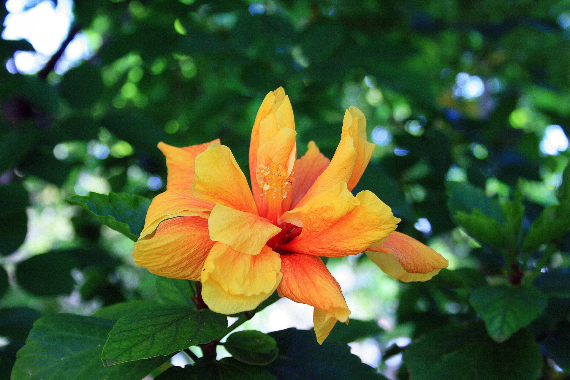 flower yellow delicate free photo