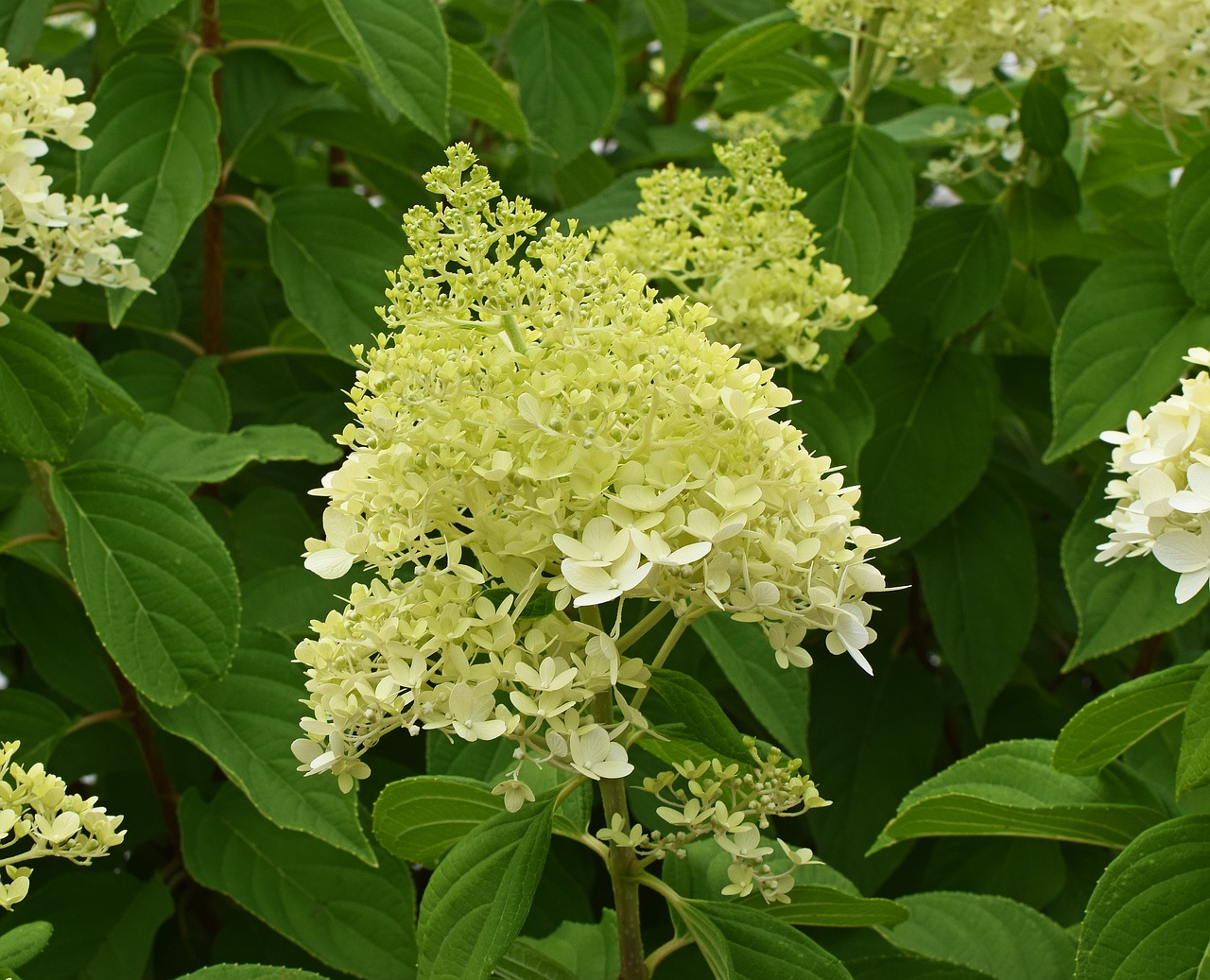 yellow hydrangea hydrangea blossoms free photo