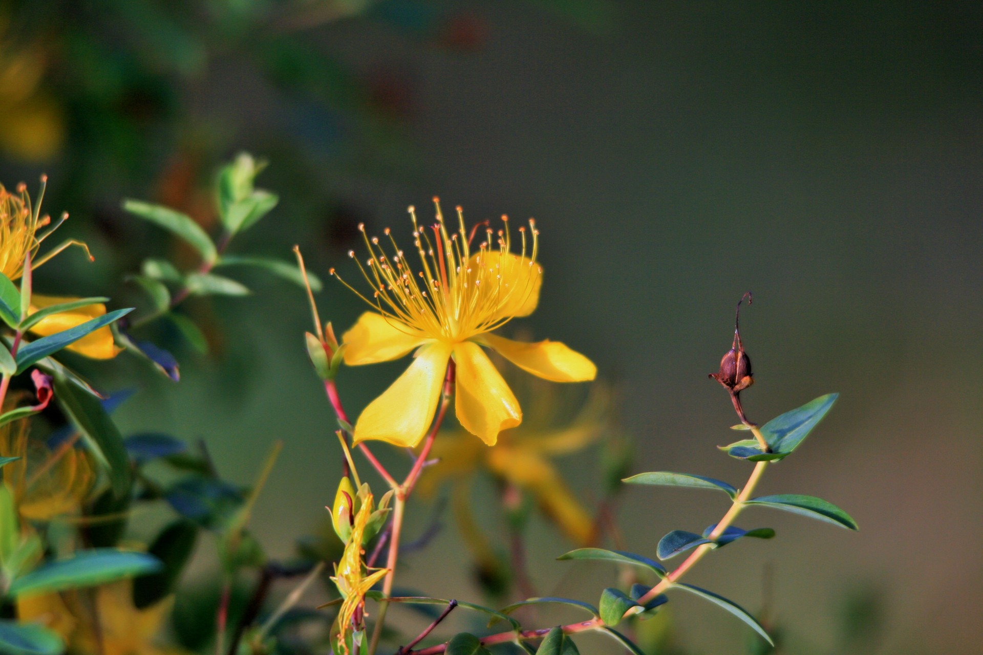 hypericum flower yellow free photo