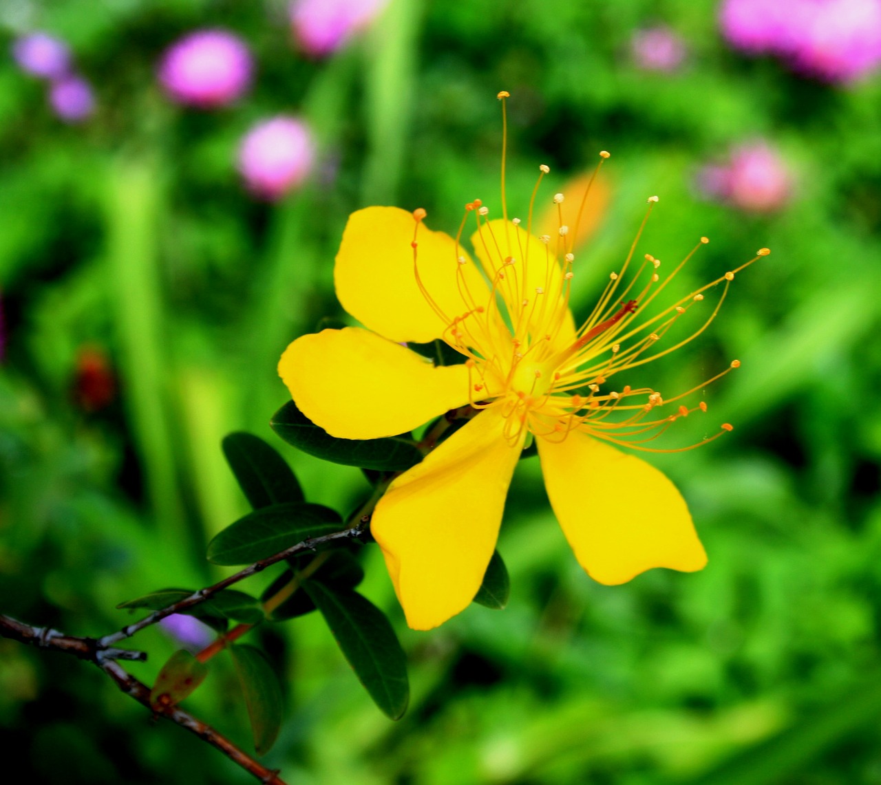 yellow hypericum flower flower yellow free photo